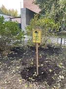 В Кировском районе в честь выдающихся педагогов-наставников посадили яблони в школьных дворах #32